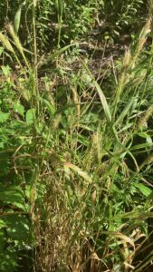 Wild Rye (Elymus sp.)