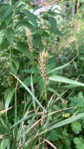 Wild Rye (Elymus sp.)