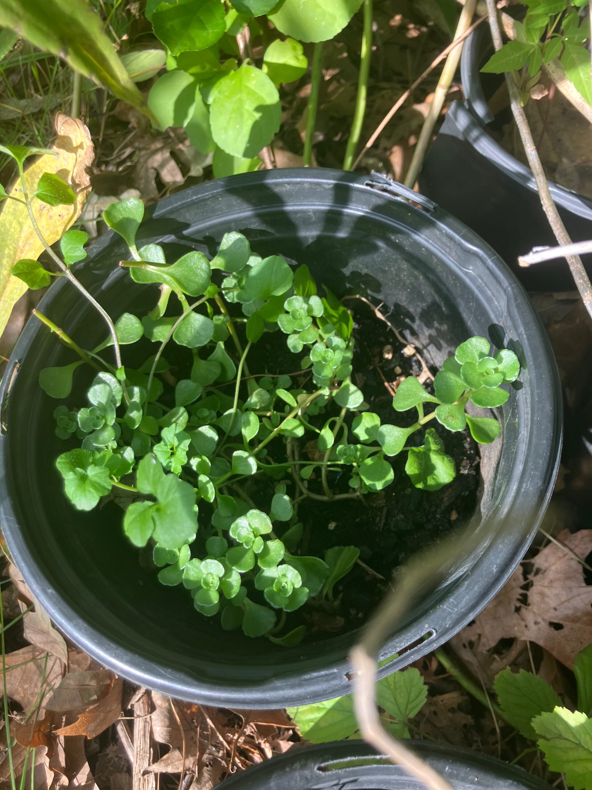 Woodland Stonecrop (Sedum ternatum)