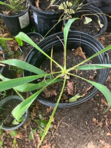 Yucca (Yucca filamentosa)
