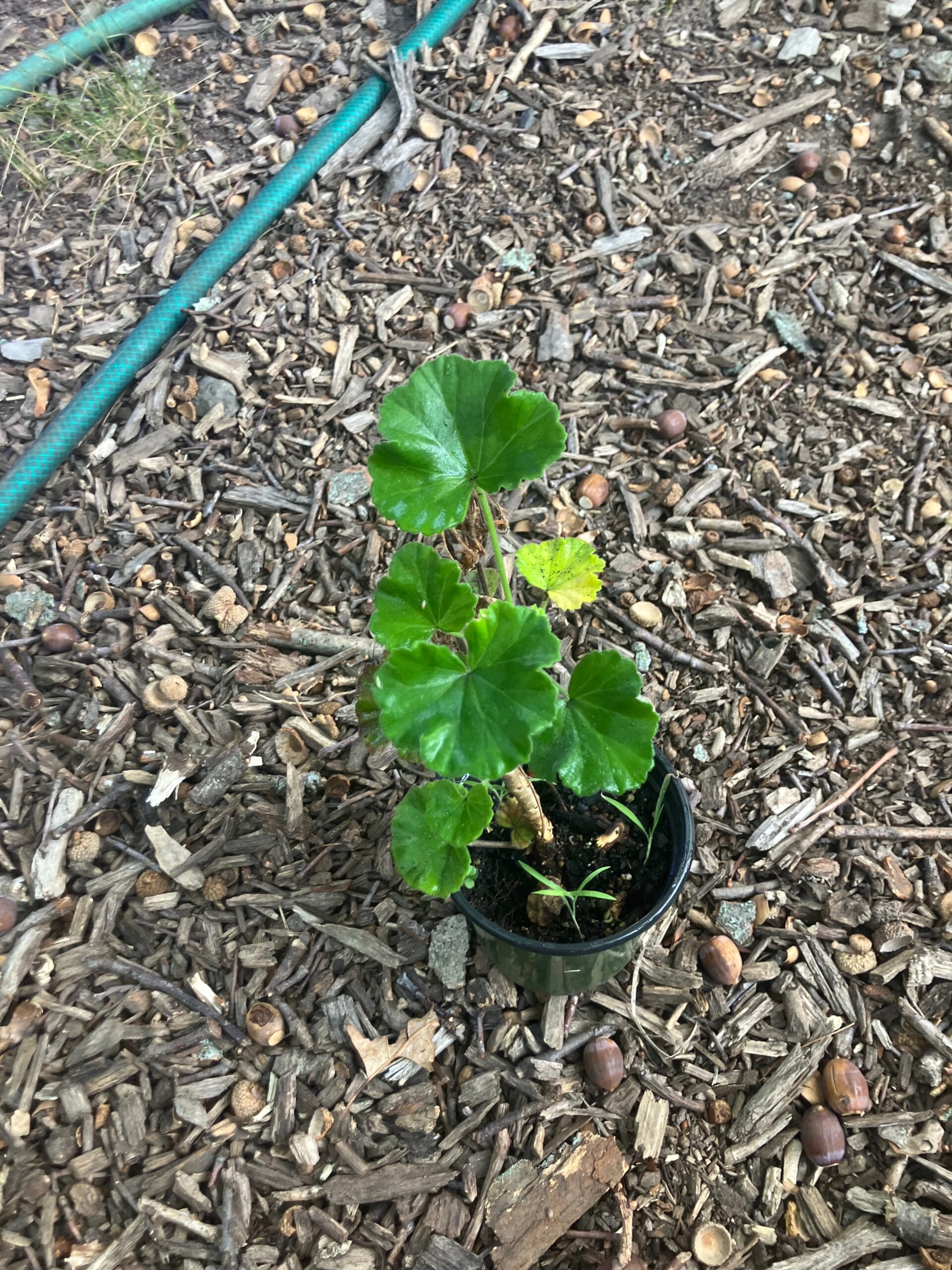 Zonal Geranium (Pelargonium x hortorum)